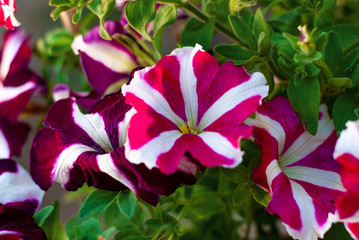 Beauty petunia in the garden