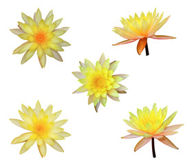 water lily or lotus flower set