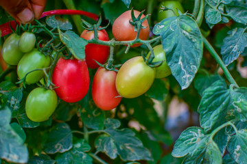 Green and red tomatoes, tomatoes from Thailand country