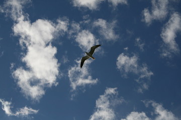ヨーロッパ、初夏、夏、森、おもちゃ、海