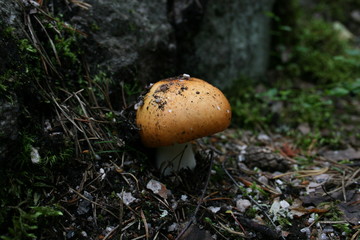 ヨーロッパ、初夏、夏、森、おもちゃ、海