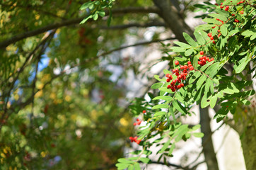 Rowan branch with a bunch of red ripe berries. - Image