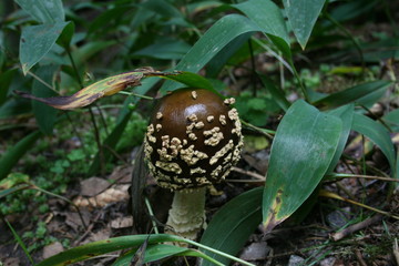 ヨーロッパ、初夏、夏、森、おもちゃ、海