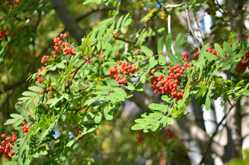 Obraz premium Rowan branch with a bunch of red ripe berries. - Image