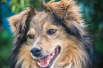 Close-up of the dog's muzzle big shaggy on the street