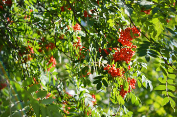 Rowan branch with a bunch of red ripe berries. - Image