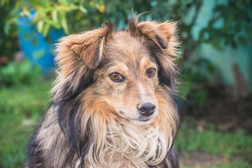 Close-up of the dog's muzzle big shaggy on the street