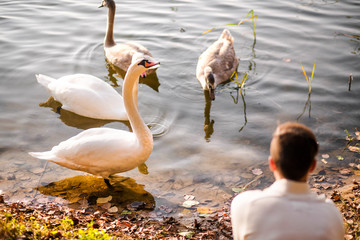 A man feeds swans in autumn park