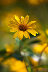yellow flower portrait in field
