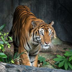 Portrait of tiger.