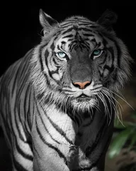 Zelfklevend Fotobehang Close up white Tiger. © ake