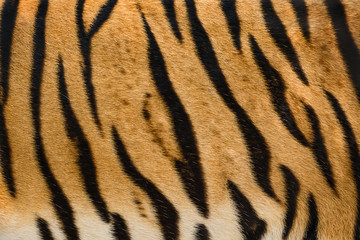 tiger skin texture.