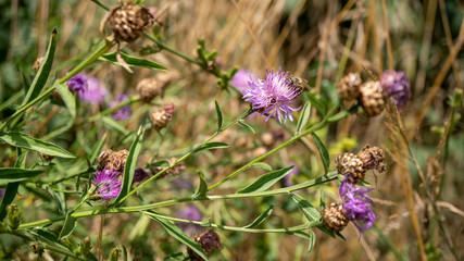 Makroaufnahme von einer Pflanze