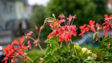 Makroaufnahme von einer Pflanze
