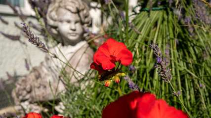 Cann Lily Blume Nahaufnahme