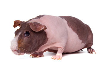 Cute pink skinny pig, standing side ways. Isolated on white background. White hair on nose.