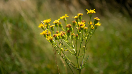 Gelbe Pflanzeen auf einer Wiese