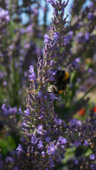 Hummel auf einer lila Blume