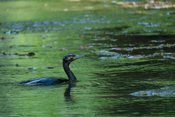 夏の養老渓谷で野鳥を見る