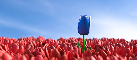 Fototapeta 3D Illustration einzigartige blaue Tulpe obraz