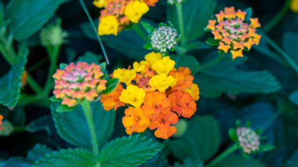 Lantana Blume Nahaufnahme