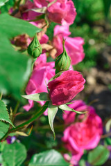 Pink garden rose buds in nature environment. 