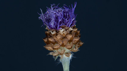 Makroaufnahme von einer Pflanze