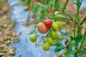 Green and red tomatoes, tomatoes from Thailand country