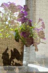 On the windowsill behind the curtain Petunia flowers. - Image