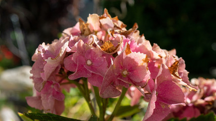 Makroaufnahme von einer Pflanze