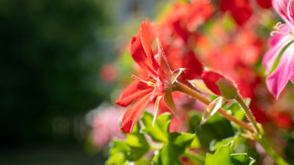 Makroaufnahme von einer Pflanze
