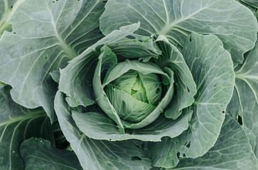 White Cabbage Growing In A Vegetable Garden