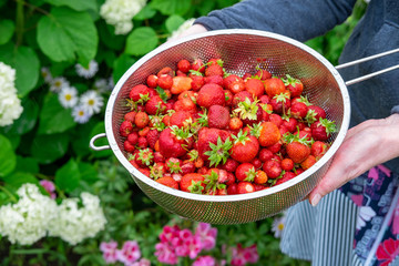 Bowl Of Freshly Picked And Cleaned Red Strawberries.