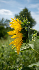 Nahmaufnahme einer Sonneblume