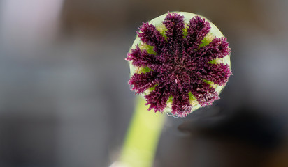 Makroaufnahme von einer Pflanze