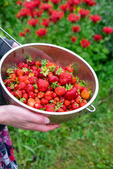 Bowl Of Freshly Picked And Cleaned Red Strawberries.