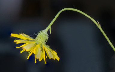 Makroaufnahme von einer Pflanze