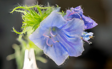 Makroaufnahme von einer Pflanze