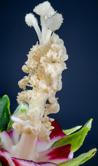 Makroaufnahme von einem Hibiskus