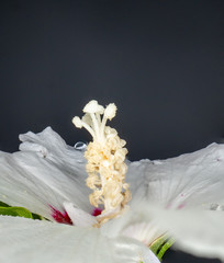 Makroaufnahme von einem Hibiskus © Christian