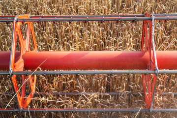 Combine harvester close up. Combine harvester harvesting wheat at sunset .