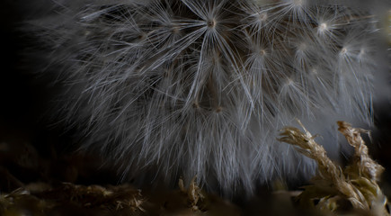 Nahaufnahme einer Pusteblume Makro L&ouml;wenzahn