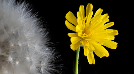 Nahaufnahme einer Pusteblume Makro L&ouml;wenzahn