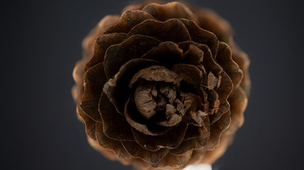 Nahaufnahme eines Zapfens eines Baumes