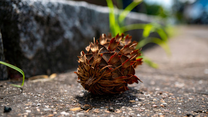 Zapfen eines Baumes auf der Stra&szlig;e