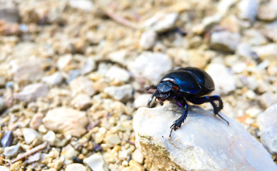 beetle on stone