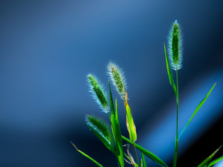 ねこじゃらし・猫じゃらし・エノコログサ