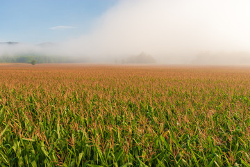 Corn field in the early morning fog, Stowe Vermont, USA
