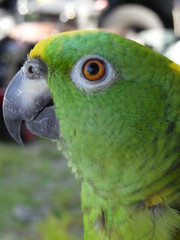 Yellow Nape Amazon Rocky