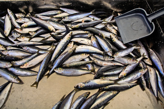 Sardines in the market